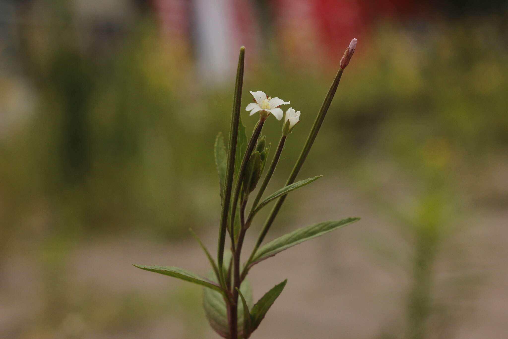 Imagem de Epilobium pseudorubescens A. K. Skvortsov