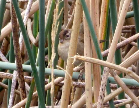 Image of Marsh Wren