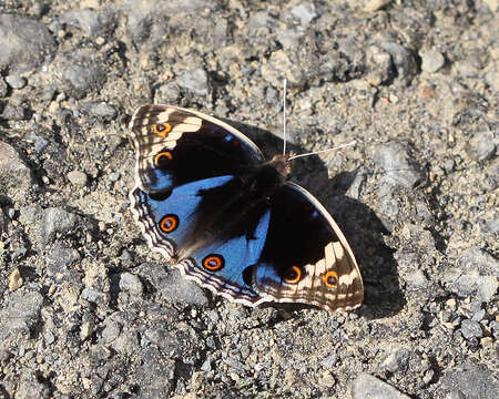 Image de Junonia orithya ocyale Hübner (1816)