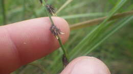 Image of River-Swamp Nut-Rush