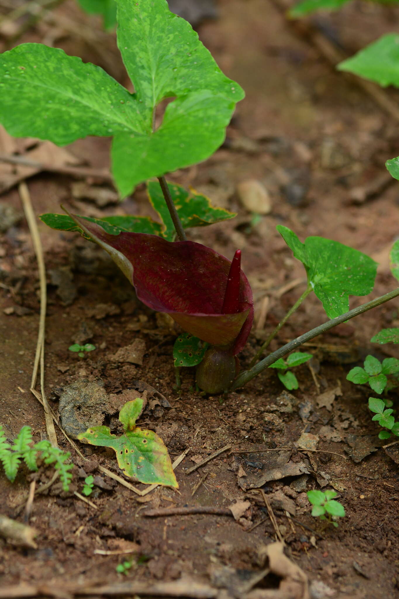 Imagem de Typhonium trilobatum (L.) Schott