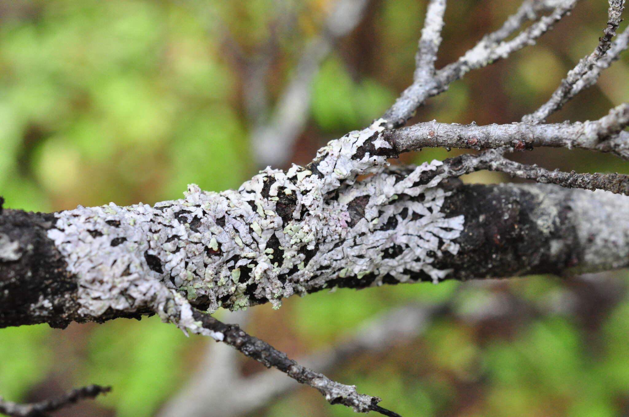 Image of bran lichen