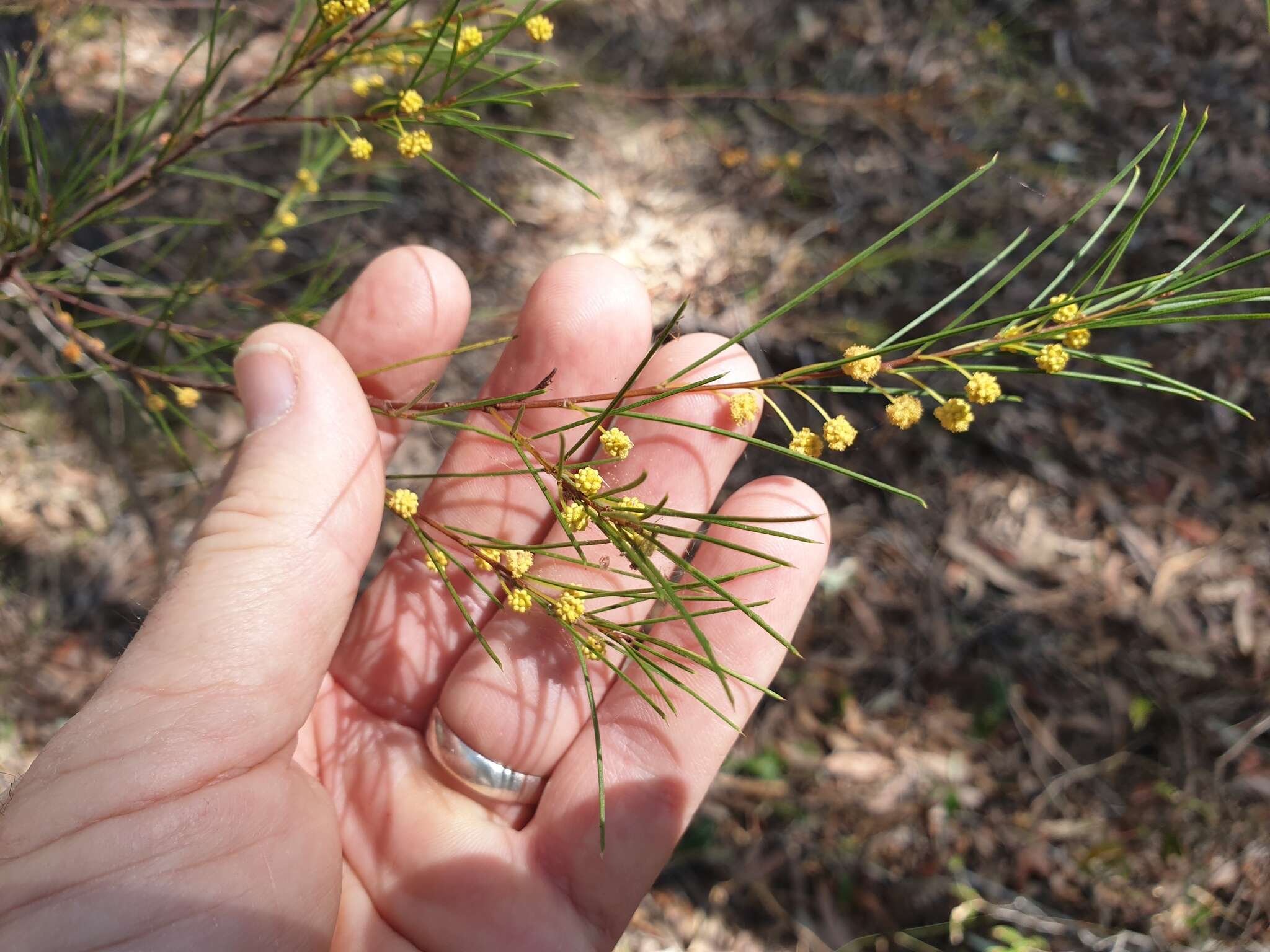 Imagem de Acacia quadrilateralis DC.