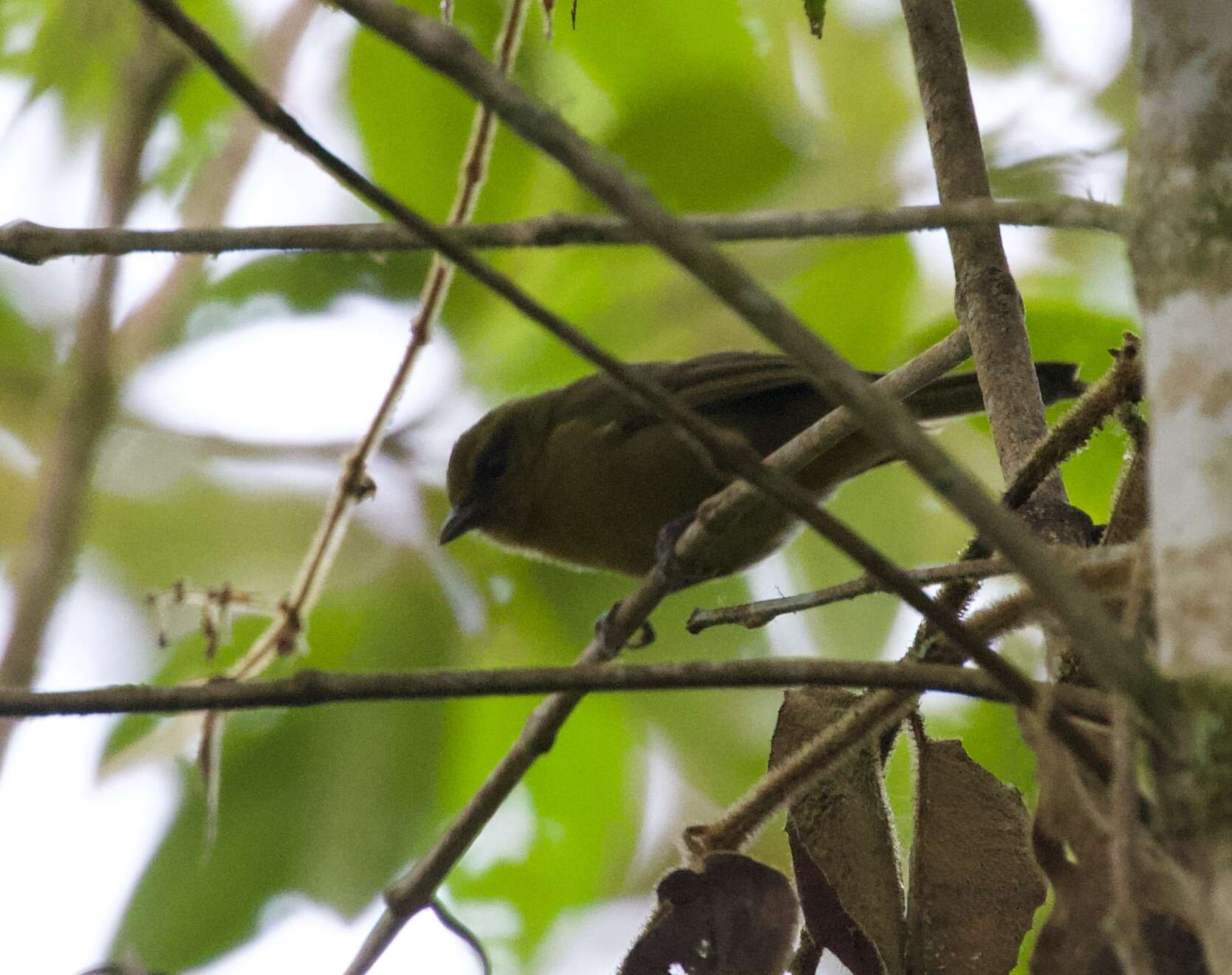 Image of Pale-legged Warbler