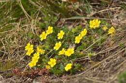 Image of spring cinquefoil