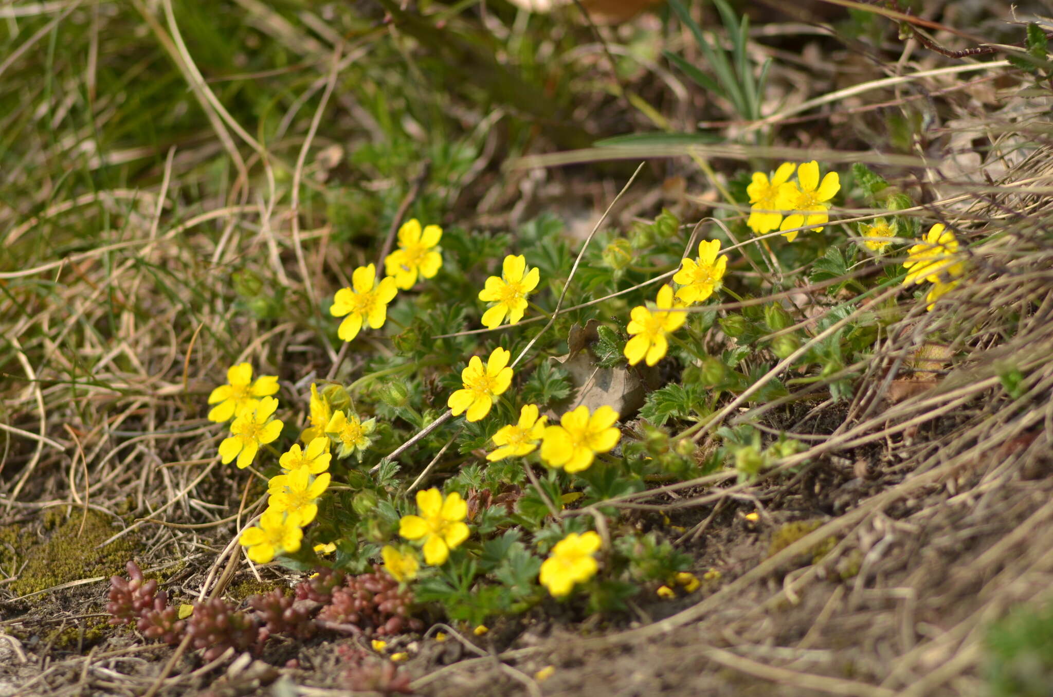 Image of spring cinquefoil