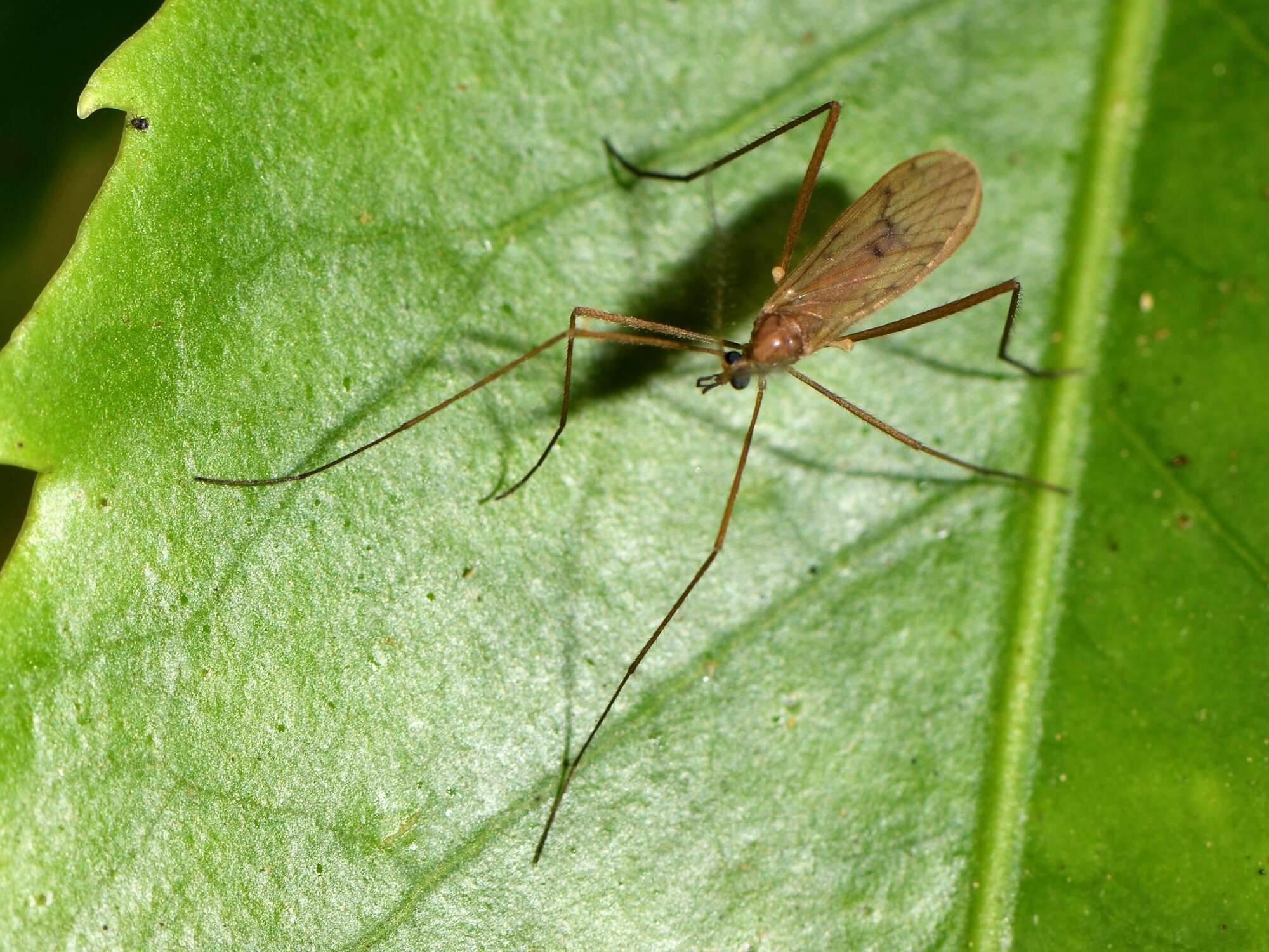 Image of Amphineurus (Nothormosia) insulsus (Hutton 1902)