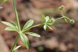 Слика од <i>Galium <i>aparine</i></i> var. aparine