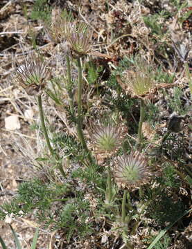 Image of Pulsatilla bungeana C. A. Mey. ex Ledeb.