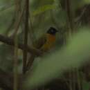 Image of Ruby-throated Bulbul