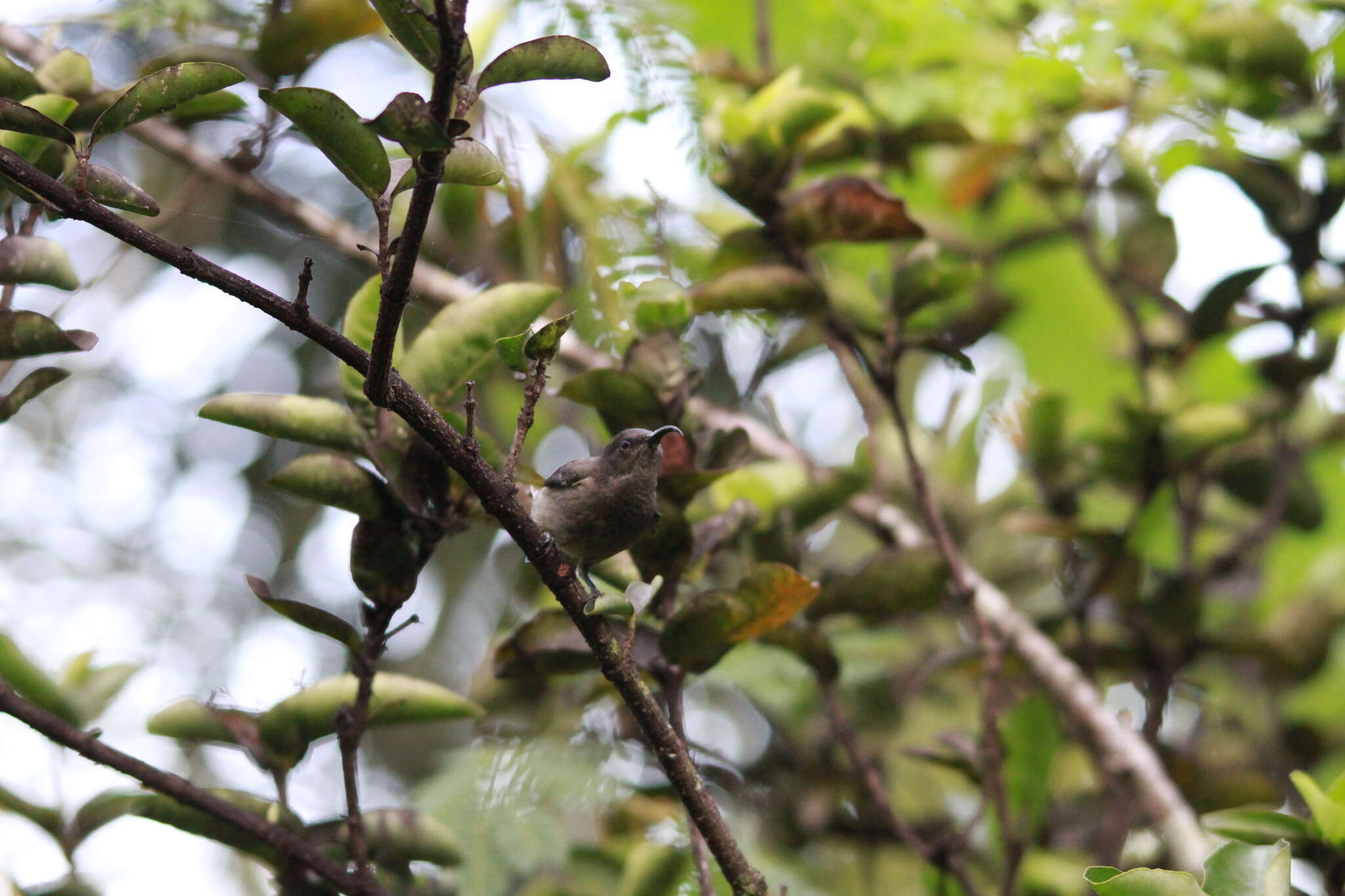 Image of Seychelles Sunbird