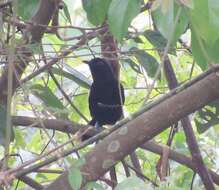 Image of Goeldi's Antbird