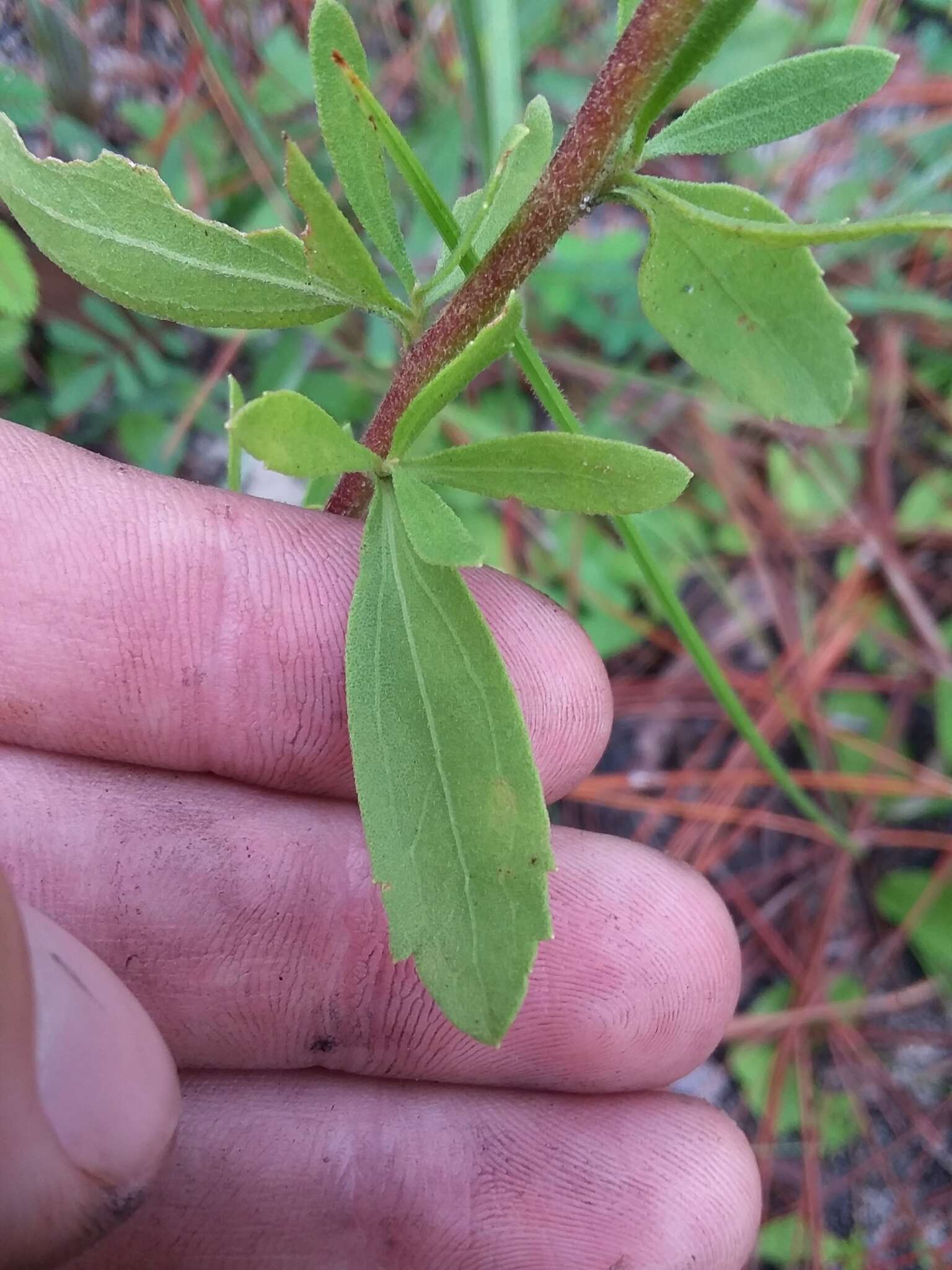 Plancia ëd Eupatorium linearifolium Walt.