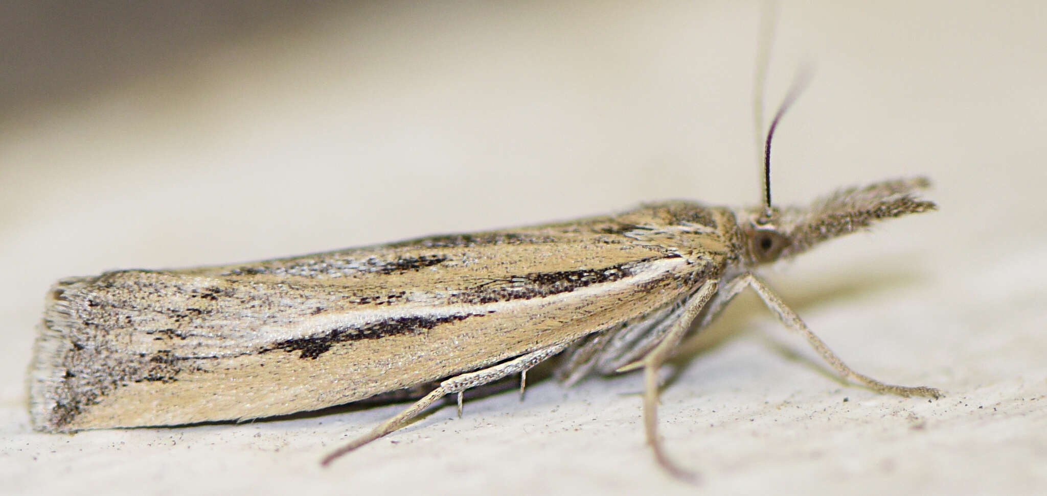 Image of Woolly Grass-veneer Moth