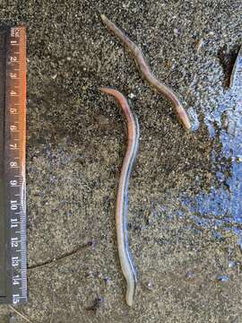 Image of Pasture Worm