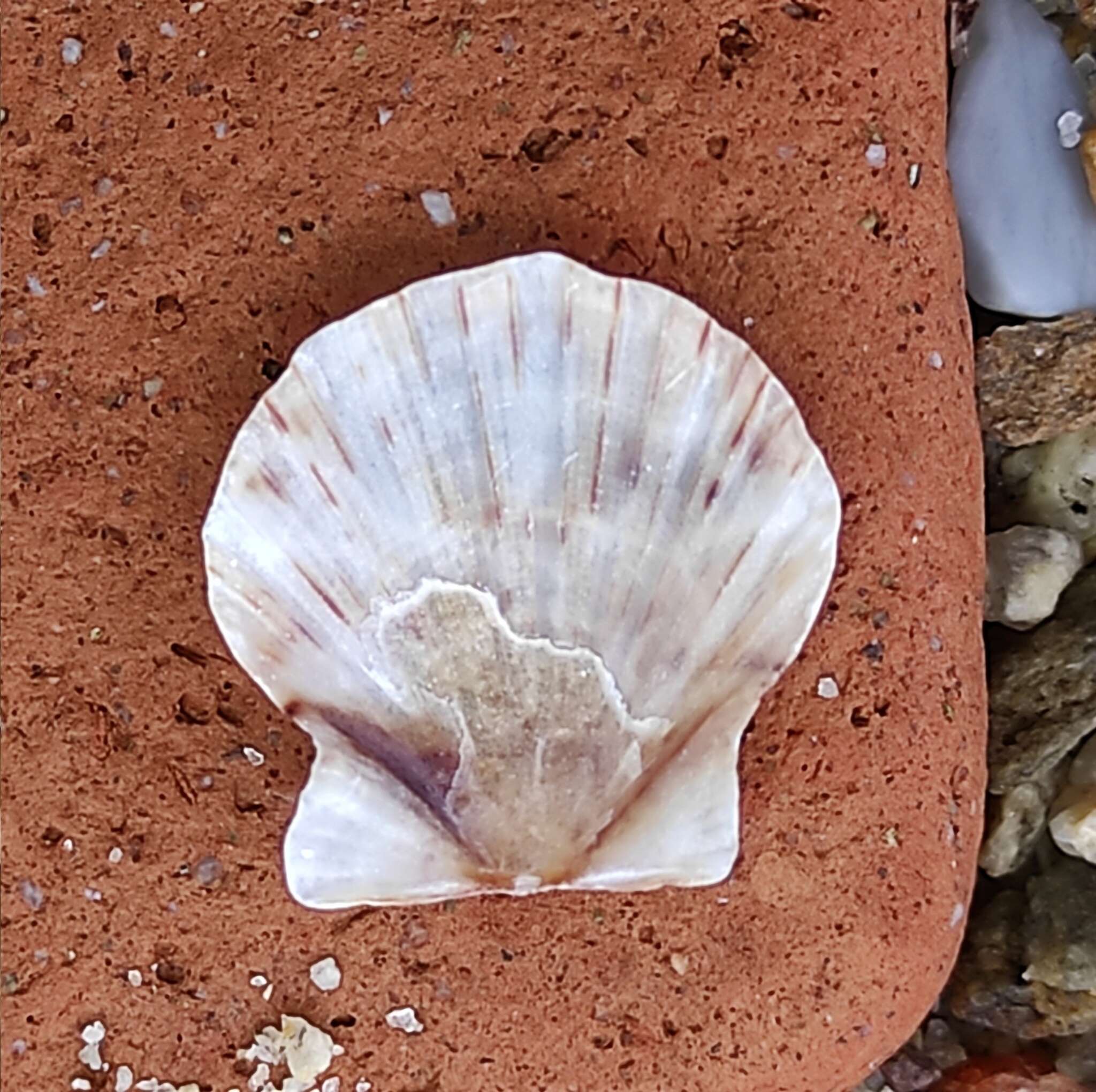 Image of hyaline scallop