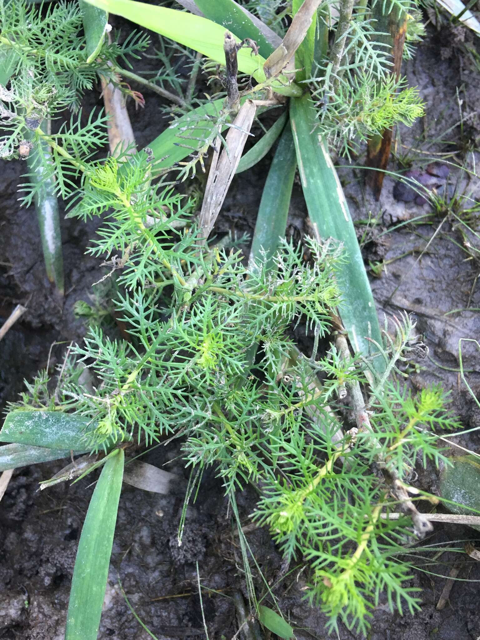 Image of Comb-Leaf Mermaidweed