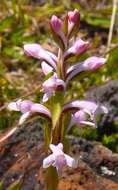 Image de Satyrium amoenum (Thouars) A. Rich.