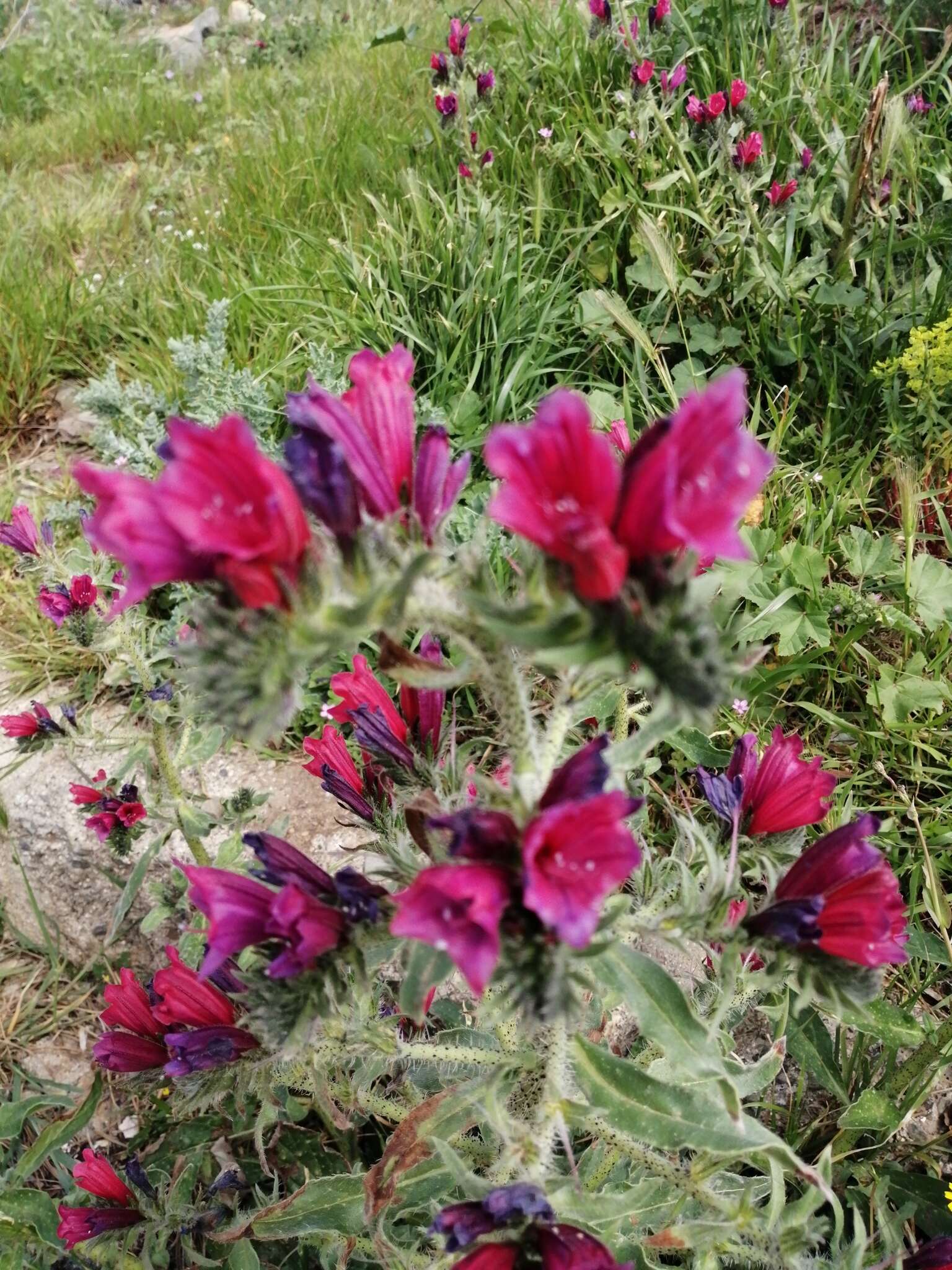 Image of Cretan viper's bugloss