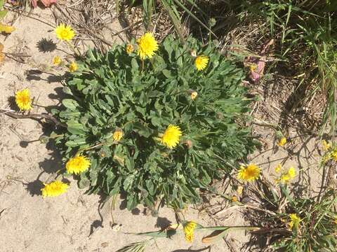 Image of woolly goat chicory