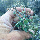 Image of Scutia pauciflora (Moc. & Sesse ex DC.) G. Don