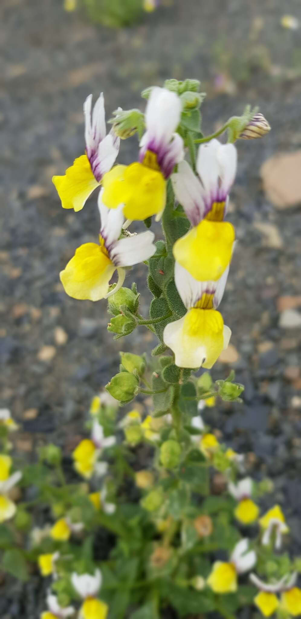 Sivun Nemesia karroensis Bond kuva