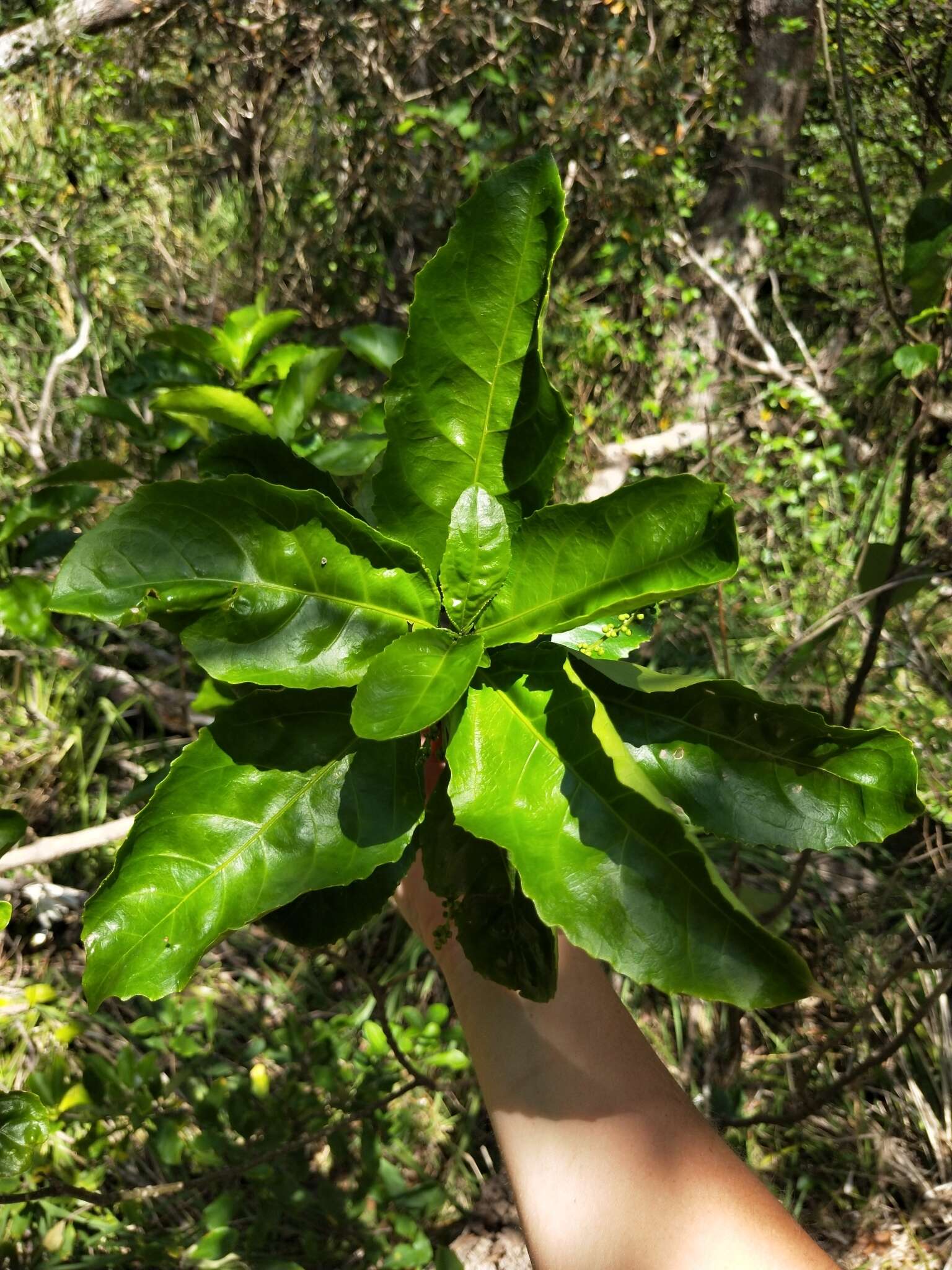 Image of Claoxylon australe Baill. ex Müll. Arg.