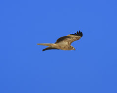 Image of Whistling Kite