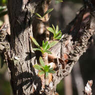 <i>Cliffortia <i>polygonifolia</i></i> var. polygonifolia resmi