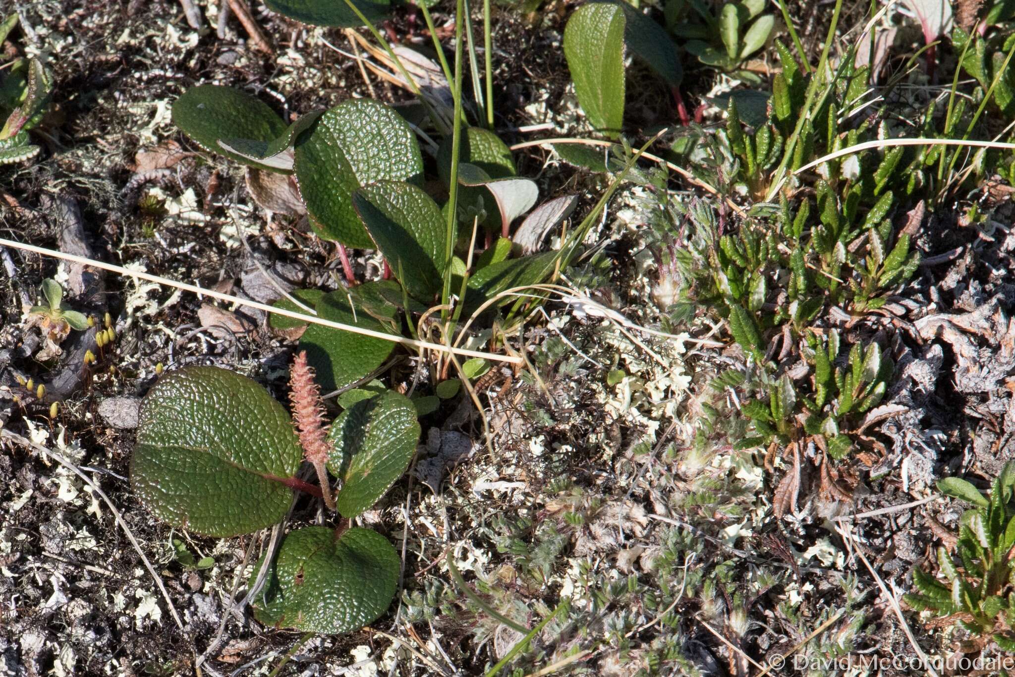 Image of netleaf willow