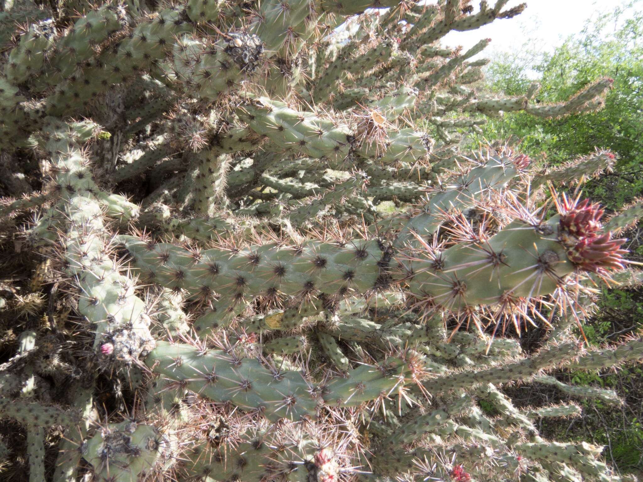 Imagem de Cylindropuntia acanthocarpa (Engelm. & J. M. Bigelow) F. M. Knuth