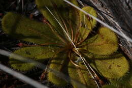 Drosera major的圖片