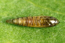 Image of Rowan Midget