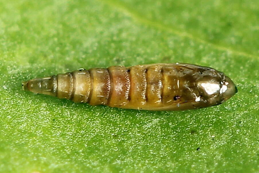Image of Rowan Midget