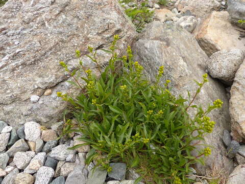 Image of Cutler's alpine goldenrod