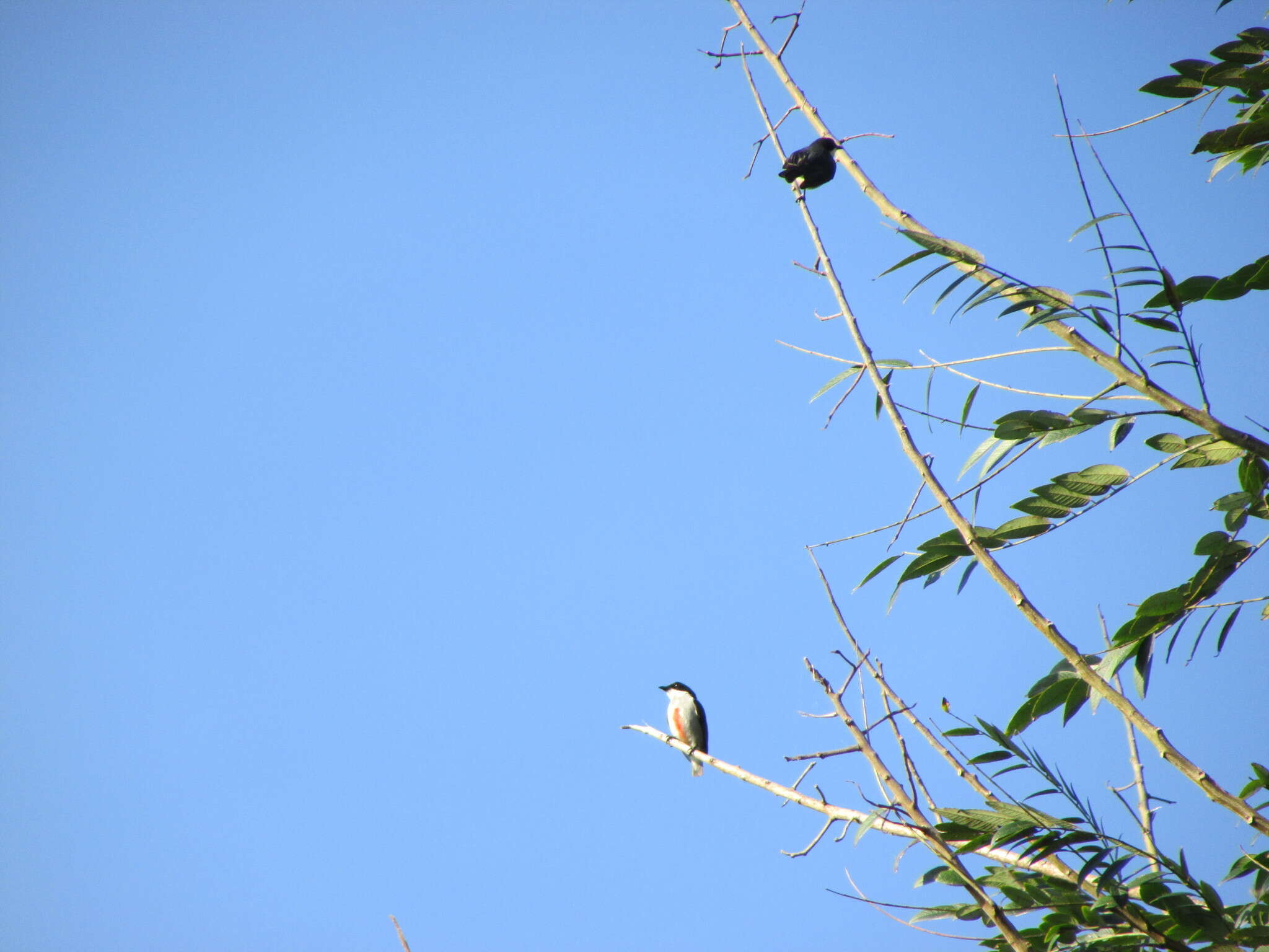 Image of Red-keeled Flowerpecker