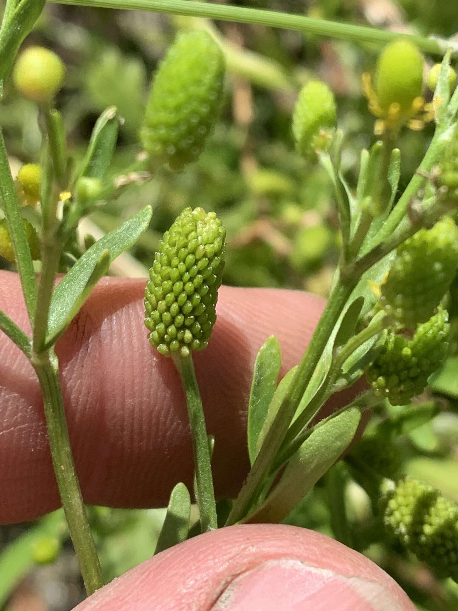 Ranunculus sceleratus subsp. sceleratus的圖片