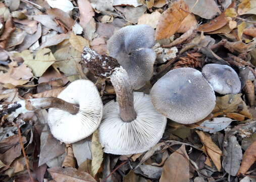 Imagem de Tricholoma atrosquamosum Sacc. 1887