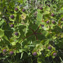 Image of Euphorbia hylonoma Hand.-Mazz.