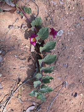 Image of Harpagophytum zeyheri subsp. zeyheri