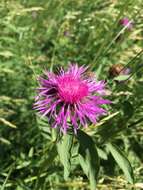 Image of Centaurea phrygia subsp. indurata (Janka) Stoj. & Acht.