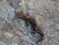 Image of Wandering Salamander