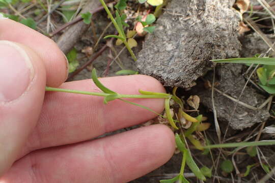 Image de Mononeuria nuttallii (Torr. & A. Gray) Dillenb. & Kadereit