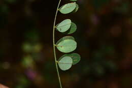 Plancia ëd Indigofera cassioides DC.