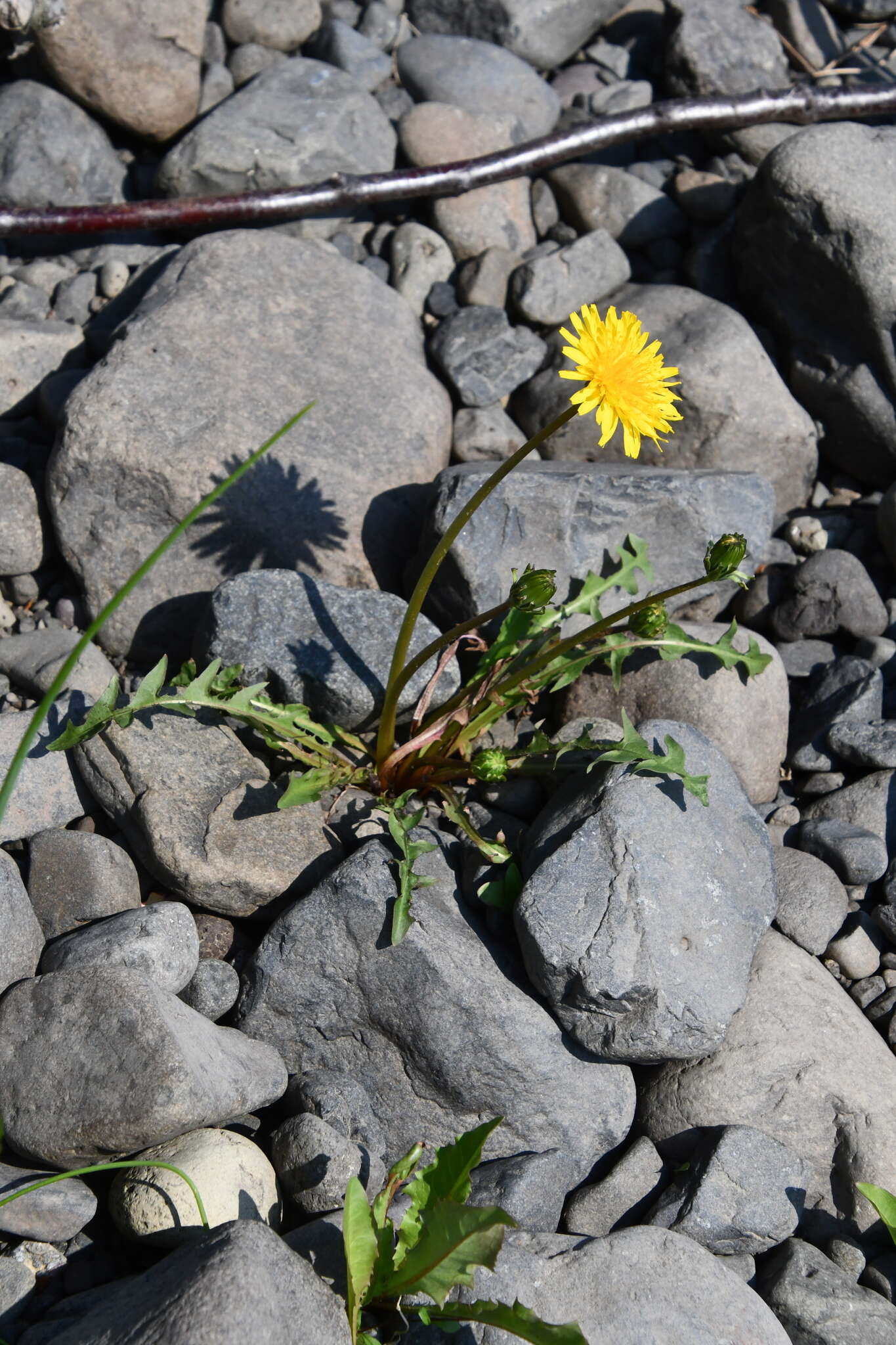 Image of Taraxacum acricorne Dahlst.