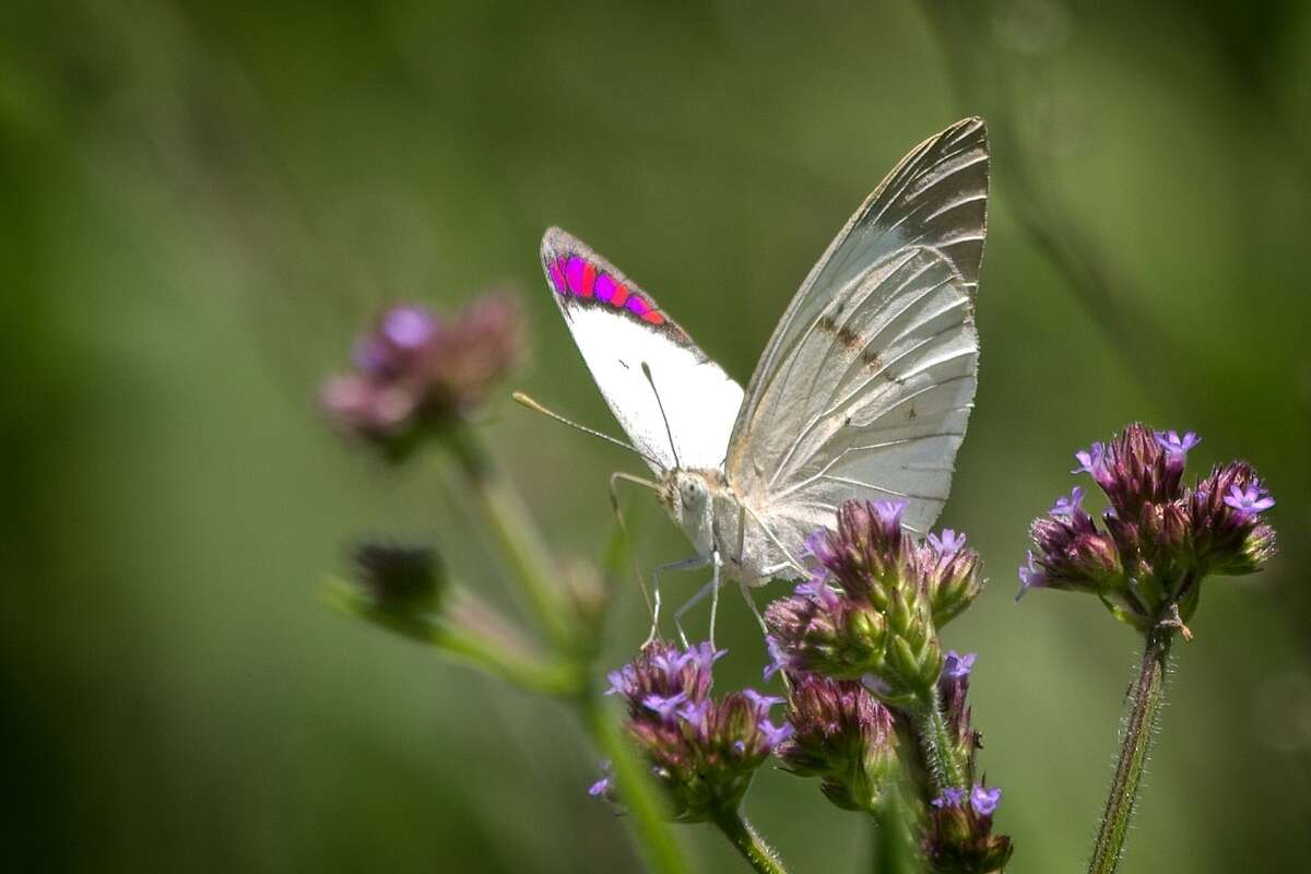 Image of Bushveld Purple Tip