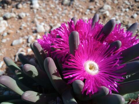 Image of Argyroderma fissum (Haw.) L. Bol.