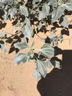 Image of Algodones sunflower