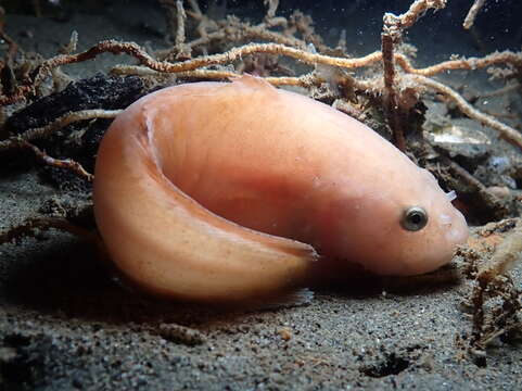 Image of Slimy snailfish