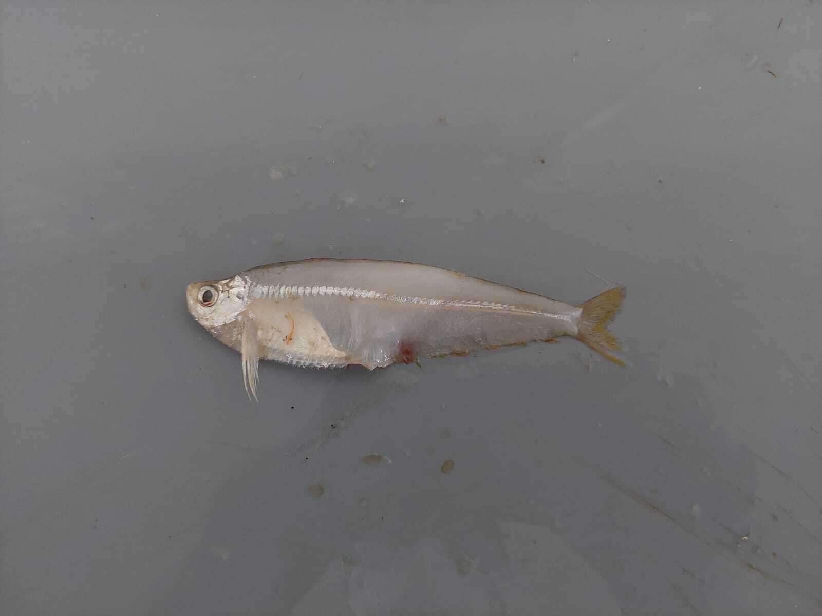 Image of Pacific longfin herring